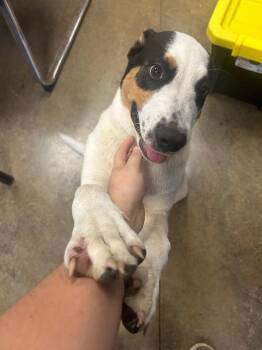 Coby -  Mixed Breed Dog for Adoption in Lockhart, Texas - Coby | PetCurious