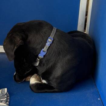 Mixed Breed Dogs Available for Adoption in Las Cruces, New Mexico - 106380 | PetCurious