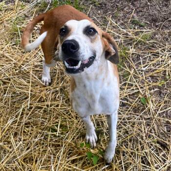 Rescue Mixed Breed Dogs for Adoption in Bella Vista, Arkansas - Jamey | PetCurious