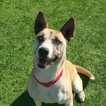 Husky and German Shepherd Dog Dogs Available for Adoption - Hazel | PetCurious