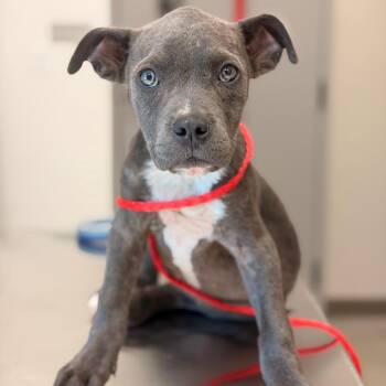 Pit Bull Terrier Dogs Available for Adoption in Sand Springs, Oklahoma - Lucile | PetCurious