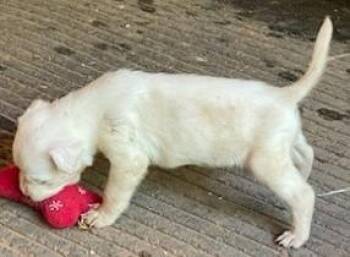 Dee -  Mixed Breed Dog Available for Adoption in Morristown, New Jersey - Dee | PetCurious