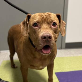 Beagle and Mixed Breed Dogs Available for Adoption - Starki | PetCurious