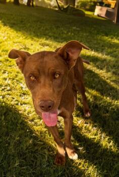 Oakley -  Labrador Retriever and Shepherd Dog for Adoption in Kingman, Arizona - Oakley | PetCurious