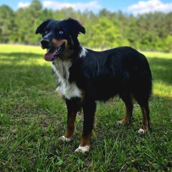 Australian Shepherd Dogs Available for Adoption in Houston, Texas - Hudson - The Sweetest Hiking Buddy! | PetCurious