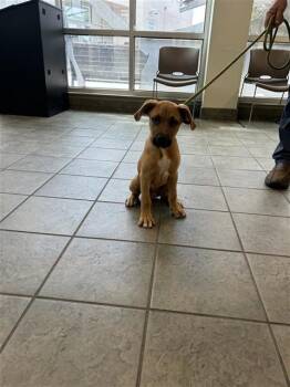 HANDSOME BOY -  Black Mouth Cur Dog for Adoption in San Antonio, Texas - HANDSOME BOY | PetCurious