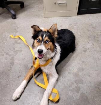 Kendra -  Australian Shepherd and Shepherd Dog for Adoption in Boulder, Colorado - Kendra | PetCurious