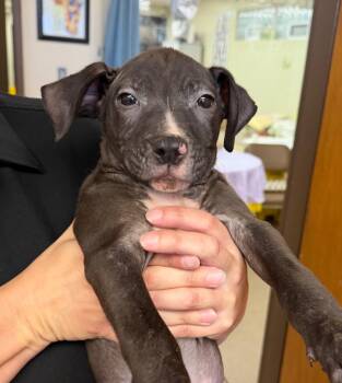 Mogley -  Pit Bull Terrier Dog for Adoption in Springfield, Ohio - Mogley | PetCurious