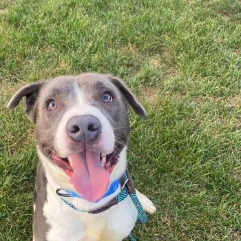 Blu -  Pit Bull Terrier Dog for Adoption in Plainfield, Illinois - Blu | PetCurious