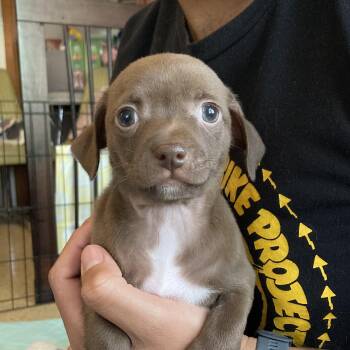 Chihuahua Dogs Available for Adoption - Juliet | PetCurious