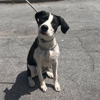 Rescue Pointer and Mixed Breed Dogs for Adoption in Savannah, Georgia - Rory Roo | PetCurious