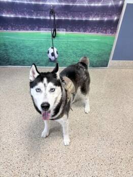 BALTO -  Siberian Husky Dog for Adoption in Doral, Florida - BALTO | PetCurious