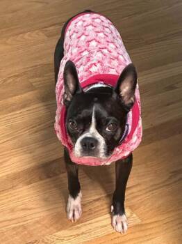 Maggie -  Boston Terrier Dog for Adoption in Jackson, Tennessee - Maggie | PetCurious