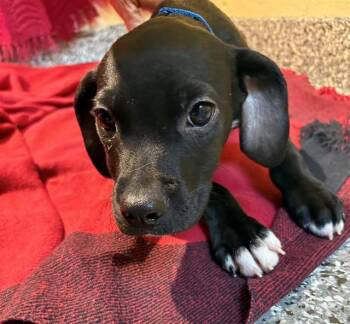 CANNON -  Labrador Retriever and Mixed Breed Dog for Adoption in Brewster, Massachusetts - CANNON | PetCurious