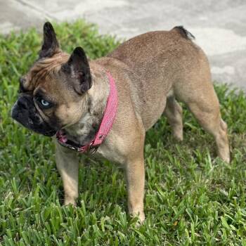 Blue Topaz -  French Bulldog Dog for Adoption in Lake Worth Beach, Florida - Blue Topaz | PetCurious