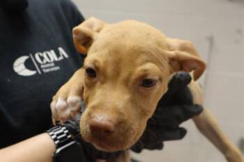 LILLIAN -  Mixed Breed Dog for Adoption in Columbia, South Carolina - LILLIAN | PetCurious