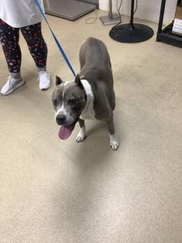 Rescue Pit Bull Terrier and Mixed Breed Dogs for Adoption in Fort Worth, Texas - 59684554 | PetCurious