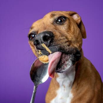 Mixed Breed and Rhodesian Ridgeback Dogs Available for Adoption - Butters | PetCurious