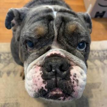Henny -  English Bulldog Dog for Adoption in Stokesdale, North Carolina - Henny | PetCurious