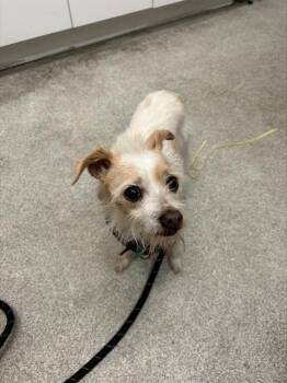 GLENDA -  Fox Terrier and Mixed Breed Dog for Adoption in Alameda, California - GLENDA | PetCurious
