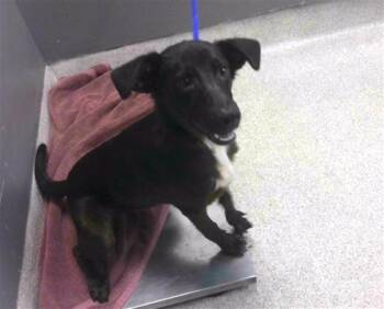 CHEVY -  Australian Shepherd and German Shepherd Dog Dog for Adoption in Tallahassee, Florida - CHEVY | PetCurious