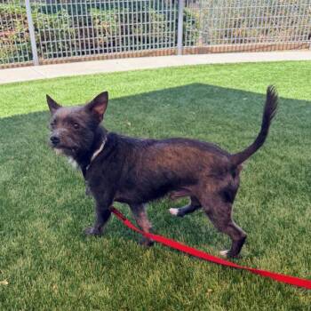 Charlie Chorizo -  Wirehaired Terrier Dog for Adoption in Walnut Creek, California - Charlie Chorizo | PetCurious
