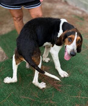 Riley Green -  Treeing Walker Coonhound Dog for Adoption in Tulsa, Oklahoma - Riley Green | PetCurious