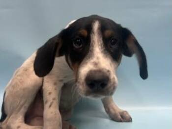 Jaxon -  Australian Cattle Dog Blue Heeler and Mixed Breed Dog for Adoption in Golden Valley, Minnesota - Jaxon | PetCurious