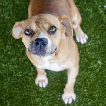 Josette -  Hound and Pit Bull Terrier Dog for Adoption in Tuscaloosa, Alabama - Josette | PetCurious