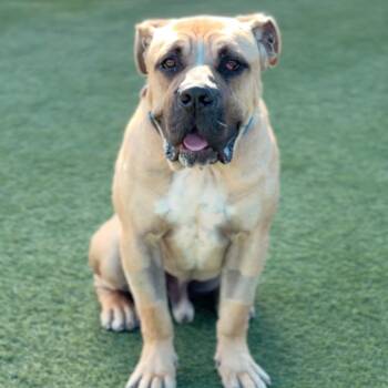 Mastiff Dogs Available for Adoption in Logan, Utah - Rufus | PetCurious
