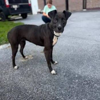 Meadows -  Mixed Breed Dog for Adoption - Meadows | PetCurious