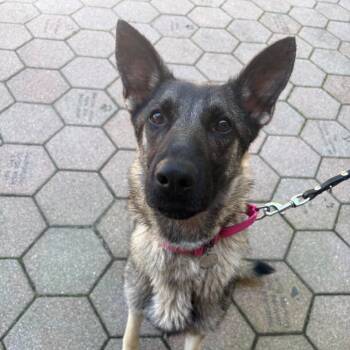 Tess -  German Shepherd Dog Dog for Adoption in Hampton Bays, New York - Tess | PetCurious