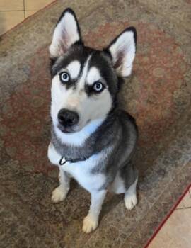 Rescue Siberian Husky Dogs for Adoption in York, Pennsylvania - Storm | PetCurious