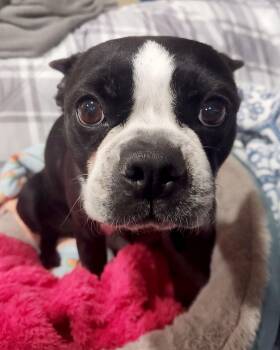 Boston Terrier Dogs Available for Adoption - Lucky | PetCurious