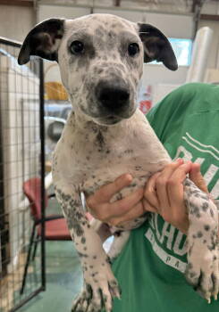 Rescue Coonhound and Pit Bull Terrier Dogs for Adoption in Gilberts, Illinois - TUCKER | PetCurious