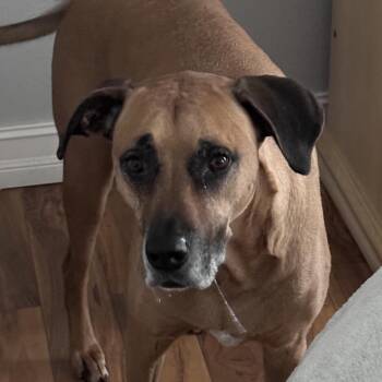 Hound Dogs Available for Adoption in Port Charlotte, Florida - Axel | PetCurious