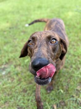 Saint Bean -  Plott Hound Dog for Adoption in Winnsboro, South Carolina - Saint Bean | PetCurious