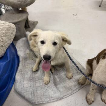 Cotton - Boy 4 English Cream Golden -  Labrador Retriever and Mixed Breed Dog for Adoption in Muldrow, Oklahoma - Cotton - Boy 4 English Cream Golden | PetCurious