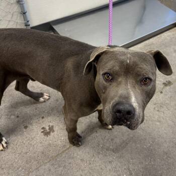 Tayson -  Mixed Breed Dog for Adoption in Las Cruces, New Mexico - Tayson | PetCurious