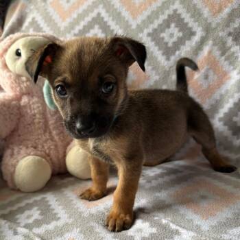 Shepherd Dogs Available for Adoption in Normal, Illinois - Bolander | PetCurious