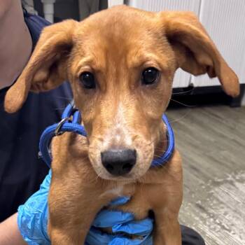Hurricane -  Mixed Breed Dog for Adoption in Summerville, South Carolina - Hurricane | PetCurious