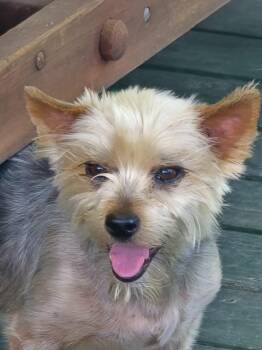 Yorkshire Terrier Dogs Available for Adoption in Spring, Texas - Bear 12 | PetCurious