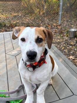 Pluto -  Basset Hound and Mixed Breed Dog for Adoption in Kalamazoo, Michigan - Pluto | PetCurious