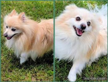 Chief Blaze and Chewy Spark in TX -  Pomeranian Dog for Adoption in Cranston, Rhode Island - Chief Blaze And Chewy Spark In TX | PetCurious