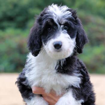 CT Marie avail Sep 26 (Cropley