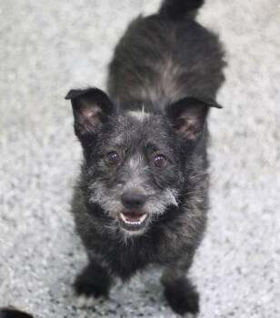 Halo in NH. Come Meet our Adoptable Dogs Wednesday-Saturday. Mor -  Schnauzer Dog for Adoption in Manchester, New Hampshire - Halo In NH. Come Meet Our Adoptable Dogs Wednesday-Saturday. Mor | PetCurious