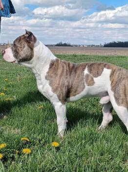 Pit Bull Terrier Dogs Available for Adoption in Germantown, Ohio - Stone | PetCurious