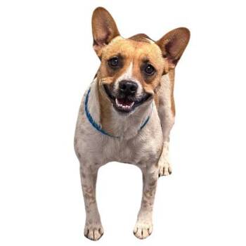Coconut -  Terrier Dog for Adoption in Red Bluff, California - Coconut | PetCurious