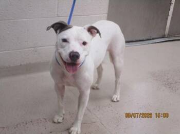 June(806) -  Pit Bull Terrier Dog for Adoption in Marietta, Georgia - June(806) | PetCurious