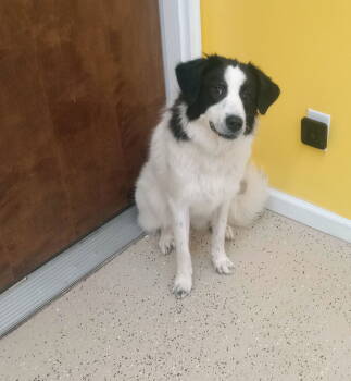 Rescue Great Pyrenees and Labrador Retriever Dogs for Adoption in York, South Carolina - Joni | PetCurious